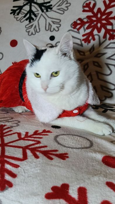 Красивые кошечки из приюта