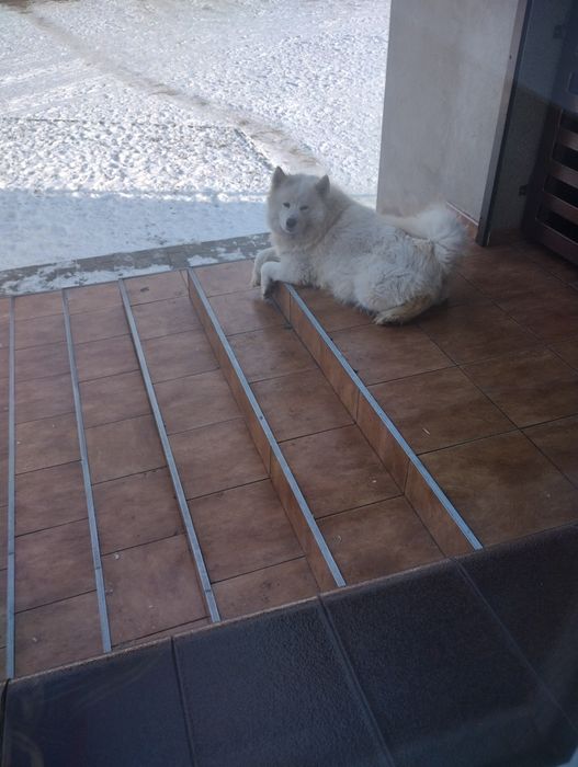 Samoyed szczenię