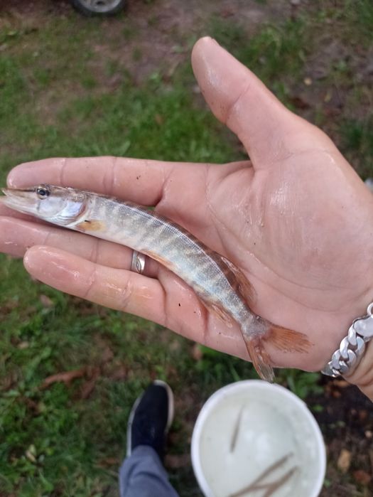 Narybek/kroczek Karp Amur Jesiotr i inne