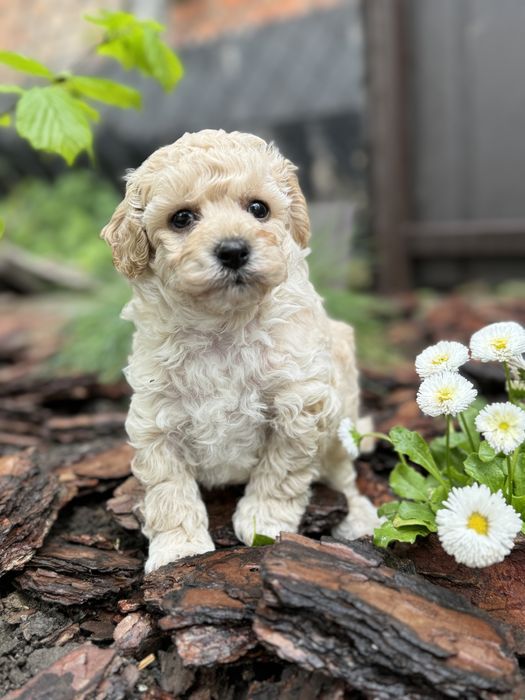 Мальтипу пушон мальчик пучеряшка с большими гоазами