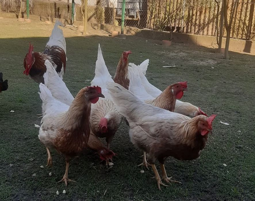 Інкубаційне яйце курей італійська несучка