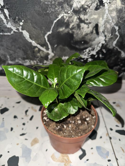 Кавове дерево,кімнатні квіти, вічнозаелена розлина