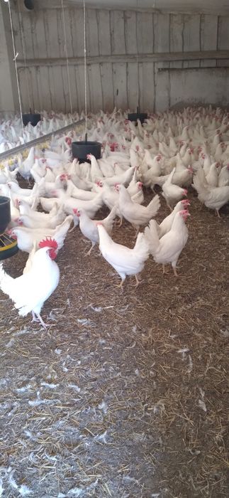 Kury Nioski Leghorn 24 tygodnie! Wysyłka od 10 sztuk.