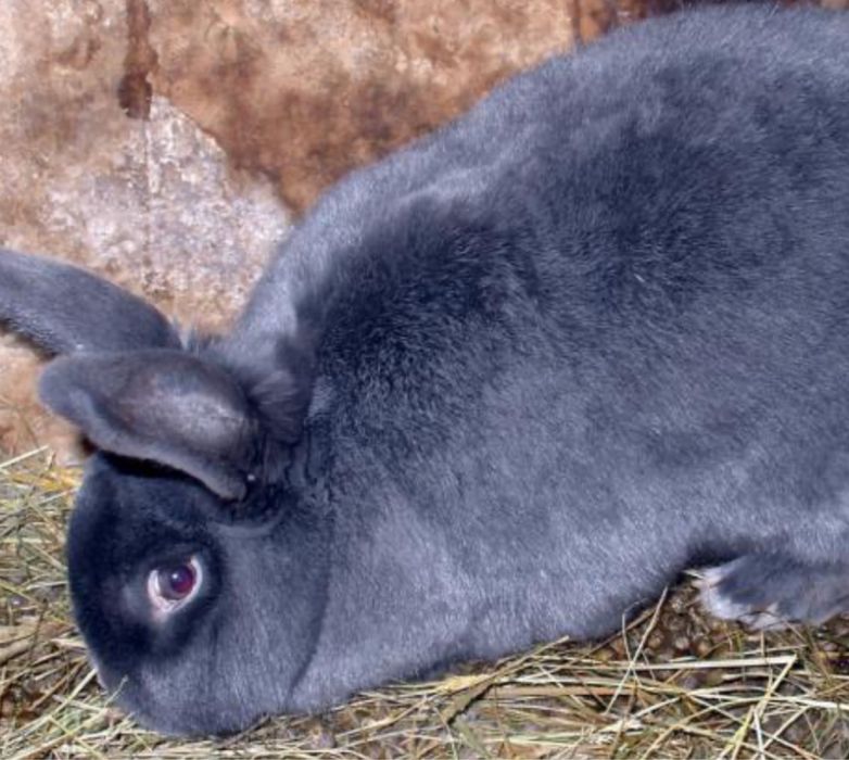 Temos coelhos prontos para nova cada.