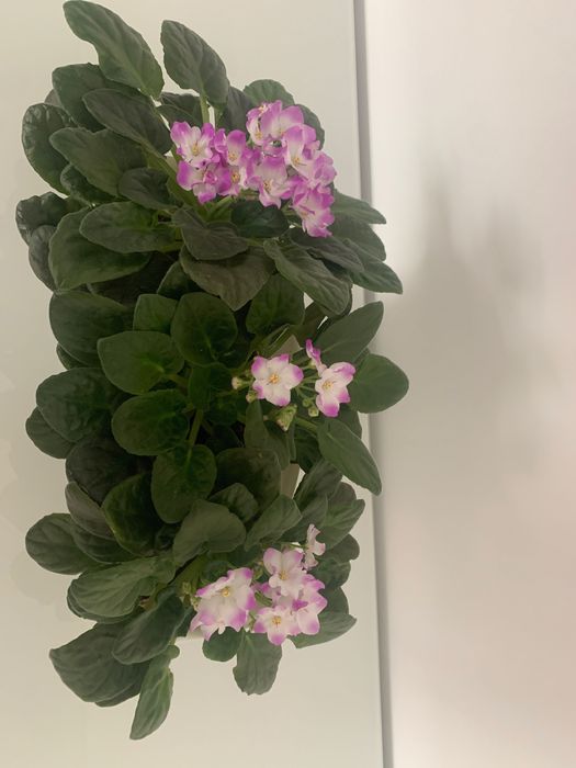 Flores de violeta ( natural )