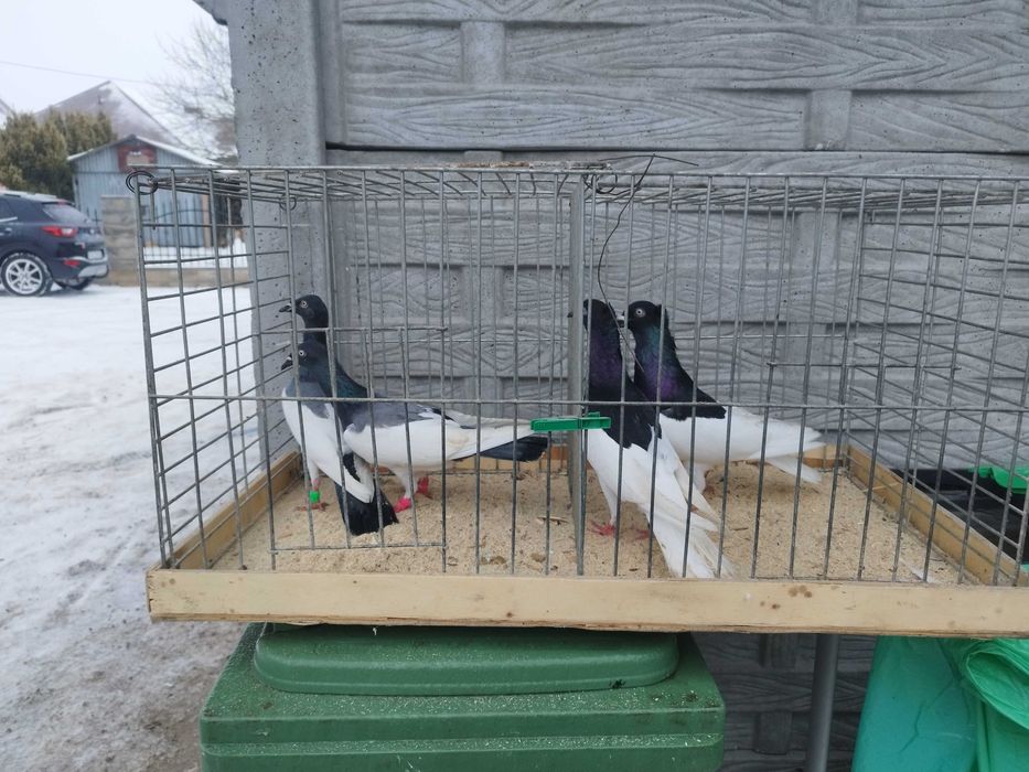 Sprzedam Gołąb Murzyn