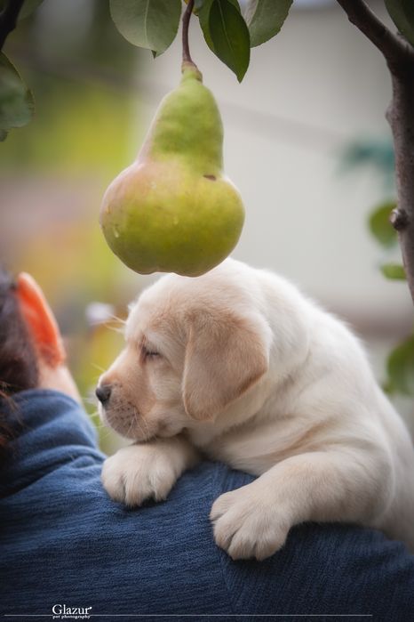 Цуценята лабрадор ретривера, розплідник FCI UKU