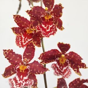 Orquidea Cambria mix