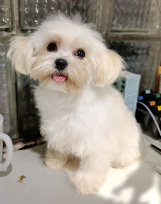 Ексклюзивна дівчинка -Квіточка