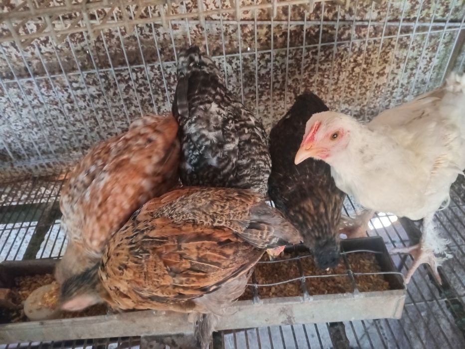 Galinhas do campo e pintos