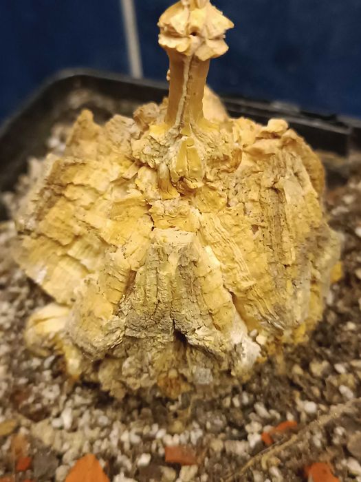 Gonolobus cyclophyllus каудексні рослини