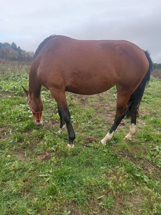Égua  pura lusitana cheia