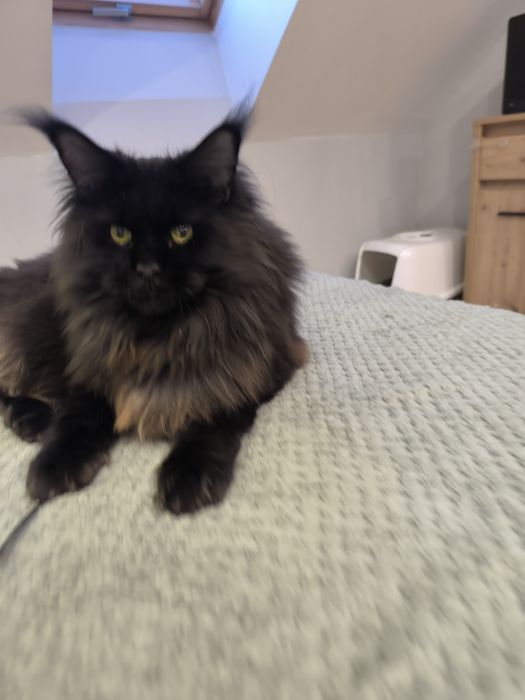 Kotka Maine coon czarny solid