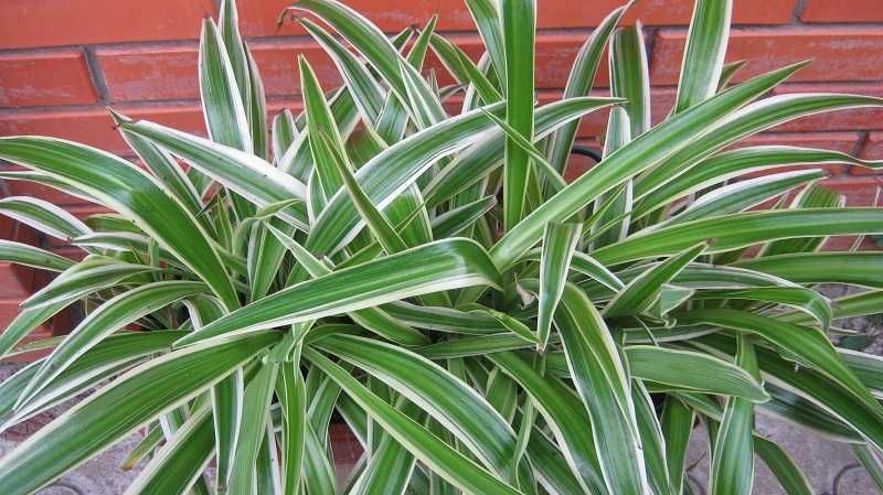 Хлорофитум для интерьера в вазонах