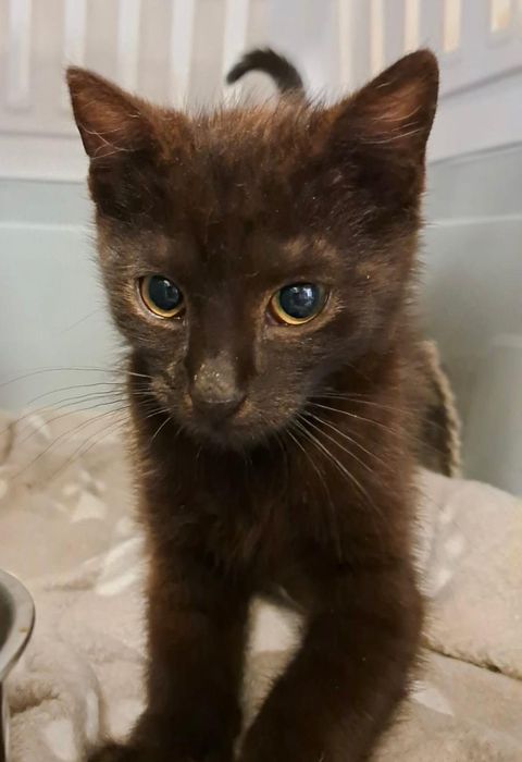 Karolek, kocurek do adopcji