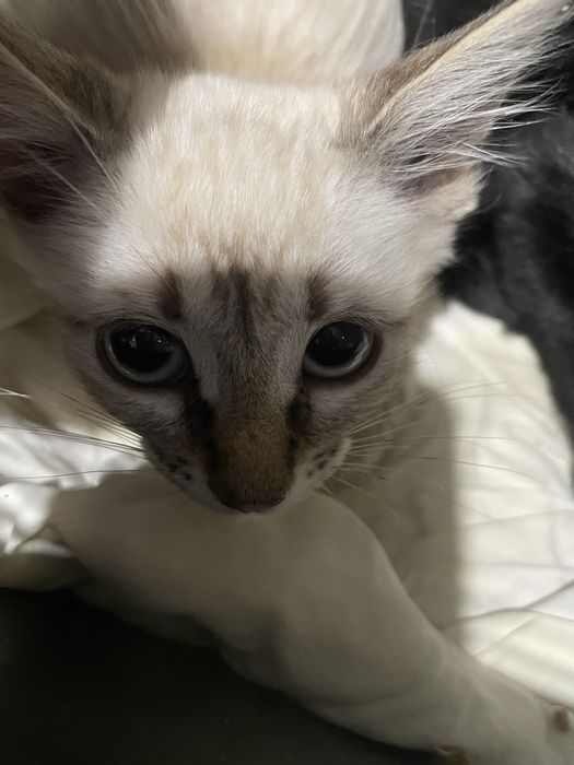 Gatinhos para adoção responsável
