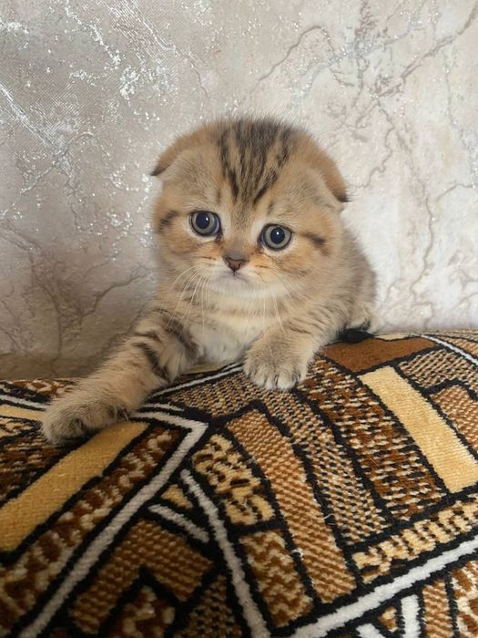 Скоттиш.   (фолд)