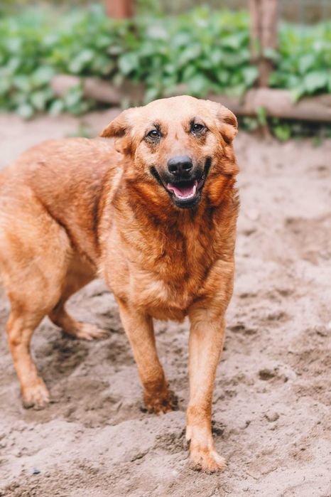 Pies do adopcji- suczka Dona