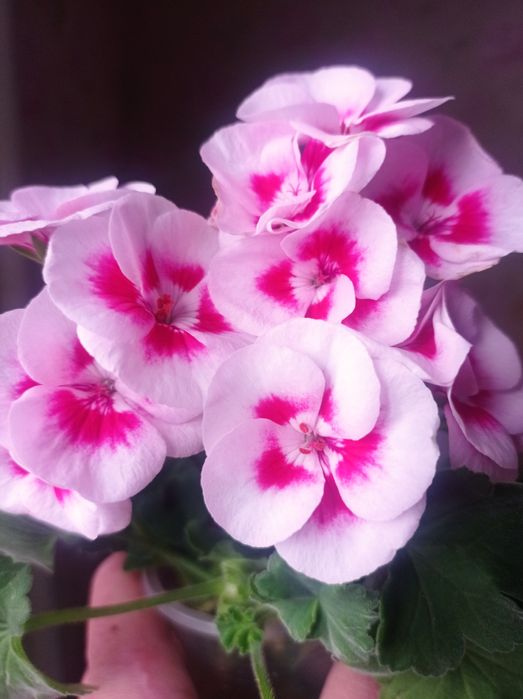 Пеларгония, герань, свежесрез