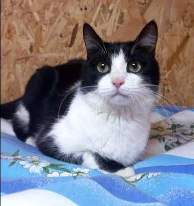 Кузя шукає люблячу родину