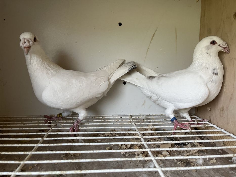 Gołębie staropolskie