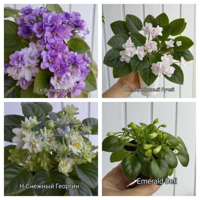 Продам фіалки міні і напівміні