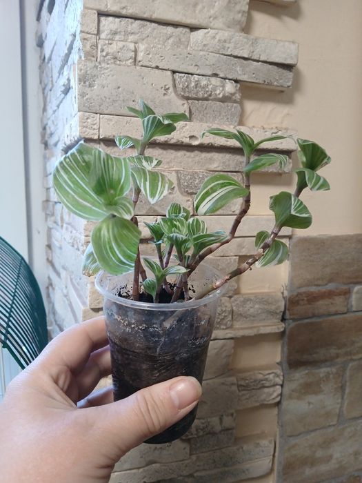 Продам комнатные традесканции