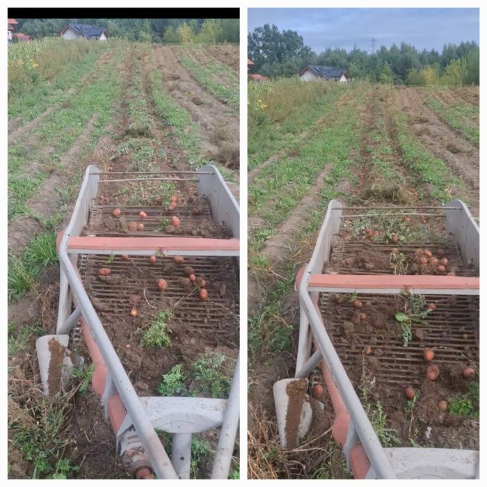 Ziemniaki Ballerosa Vineta Red lady Impresja