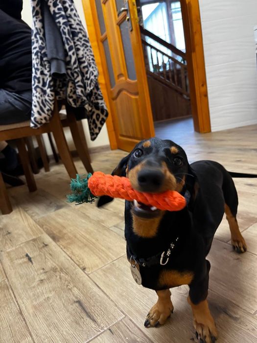 Вязка! Чистокровна такса! Хлопчик