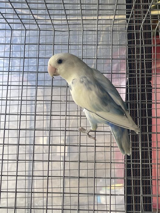 agapornis roseicollis macho