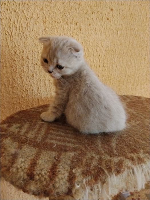 Продам шотландського котіка