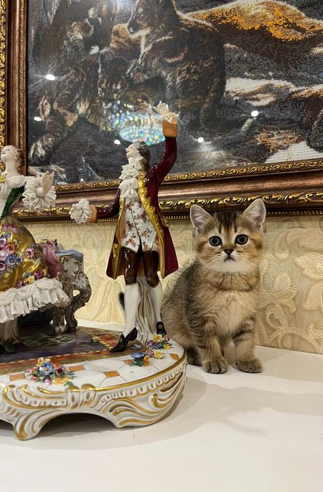 Елітна кішечка золота шиншила, золотая шиншилла. Шотландські кошенята