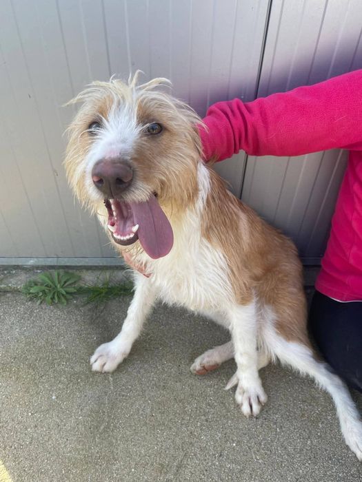 Caozinho com 1 aninho e 3 meses