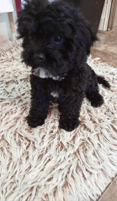 Szczeniak Cavapoo