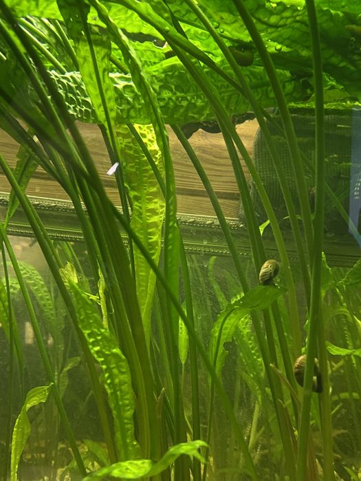 Kryptokoryna karbowana piękna roslina akwariowa