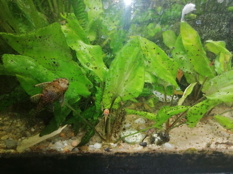 Młode zbrojniki(glonojady )