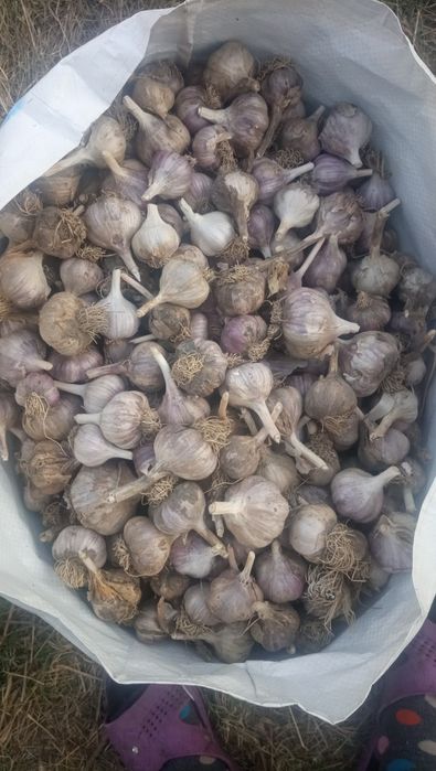 Часник продам всікий
