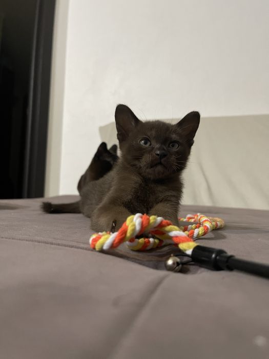 Бурманские котята 03.02.2026г