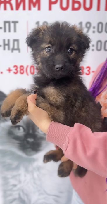 Метис німецької вівчарки 6 собаченят