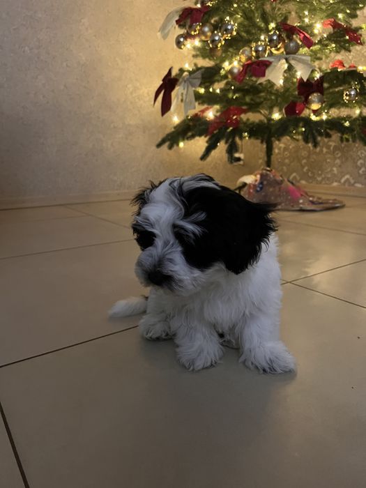 Продаю унікальне цуценя