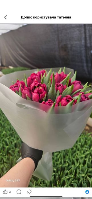 Тюльпани ГУРТ та РОЗДРІБ! Свіжий зріз, висока якість. Власна теплиця!