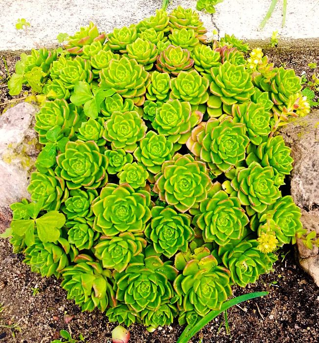 Flores / suculentas / plantas