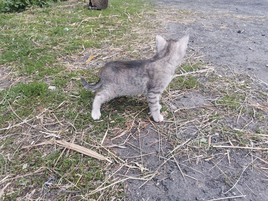Mam do adopcji 2 małe kotki