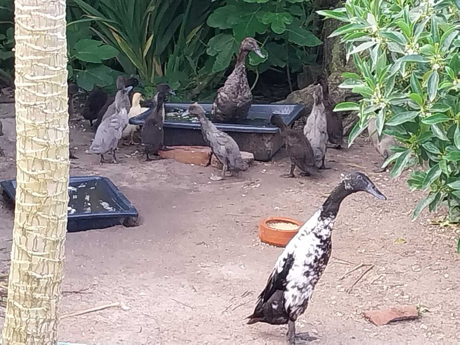 Patos Corredores da India