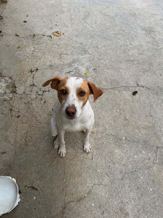 cão pondego para adoção