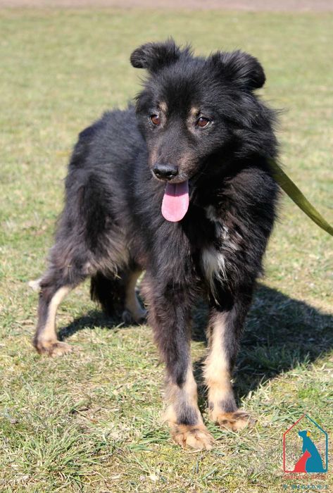 SPOKOJNY, przeuroczy, bardzo łagodny i subtelny - pokochaj Aldo