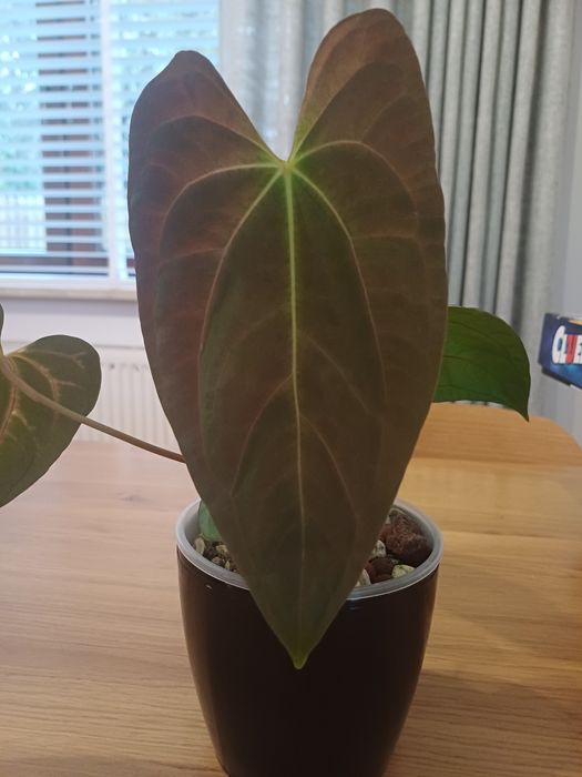 Anthurium Dark Phoenix