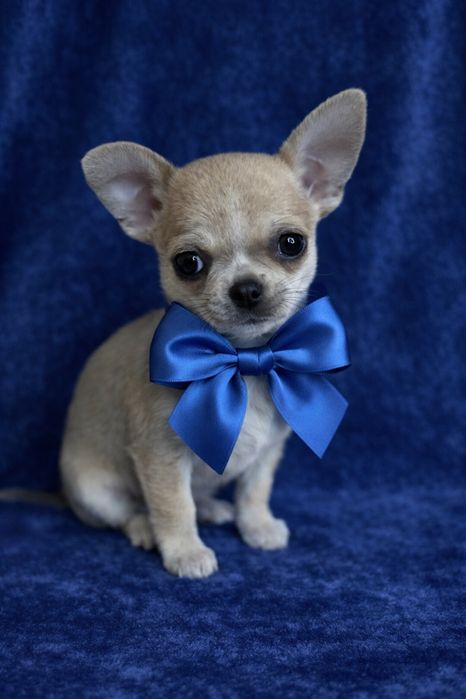 Chihuahua Macho Pelo Curto