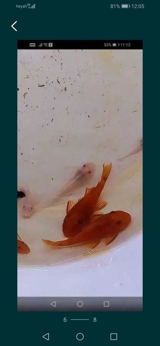 Zbrojnik glonojad czerwony super red ancistrus