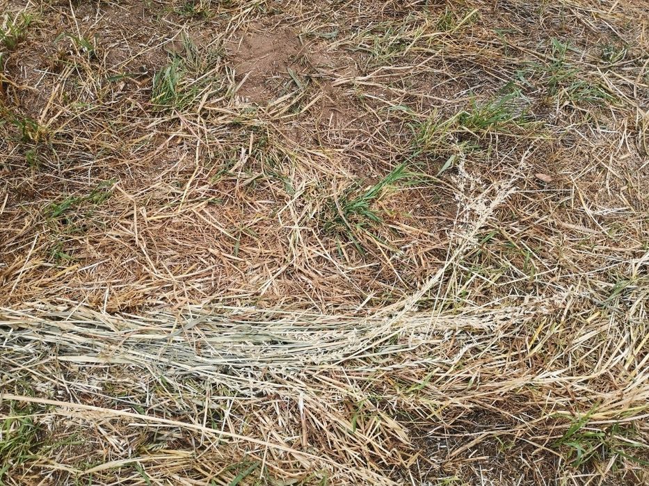 Bolas de palha azevem